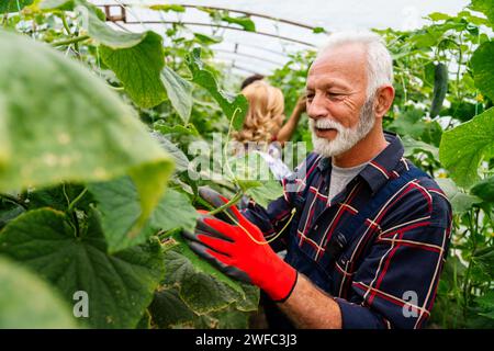 Ein Team aus multikulturellen männlichen und weiblichen Landwirten, die in ökologischem Landbau ernten und arbeiten Stockfoto