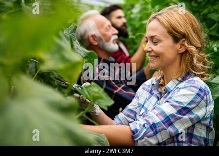 Ein Team aus multikulturellen männlichen und weiblichen Landwirten, die in ökologischem Landbau ernten und arbeiten Stockfoto