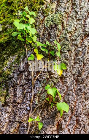 Kriechender Efeu (Hedera) beginnt, den Stamm der Eiche (Quercus) zu erklimmen - Zentralfrankreich. Stockfoto