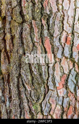 Detail der Rinde der Maritimen Piine (Pinus pinaster) - Zentralfrankreich. Stockfoto