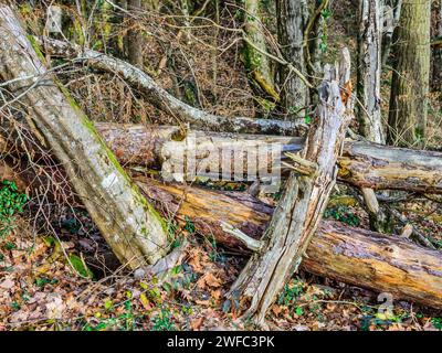 Verrottete Baumstämme im Wald - Zentralfrankreich. Stockfoto