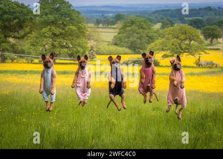 Fünf Malinois-Welpen kleiden Babys an einer Wäscheleine, an einem Frühlingstag in einem ländlichen englischen Ort Stockfoto