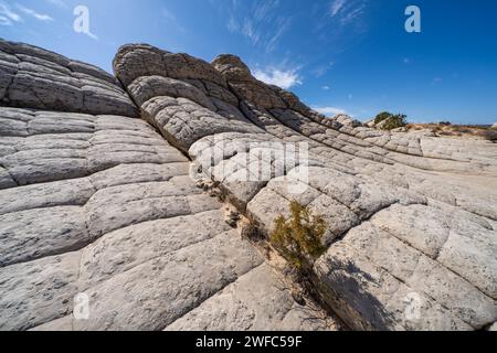 Ein Utah Juniper Tree, Juniperus osteosperma, im White Pocket Recreation Area, Vermilion Cliffs National Monument, Arizona. Stockfoto