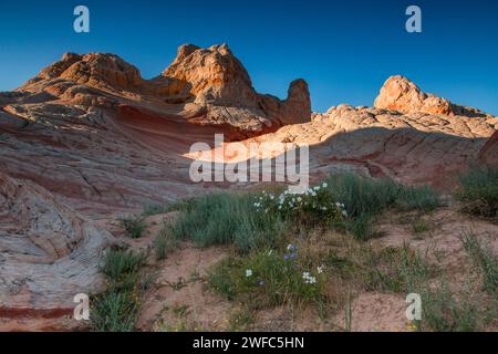 Im White Pocket Recreation Area, Vermilion Cliffs National Monument, Arizona, blühen Wildblumen in einem Stück Sand. Im Preis inbegriffen sind laue Abende Stockfoto