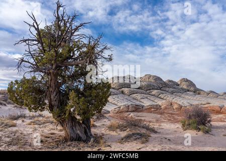 Ein alter Utah-Wacholder-Baum, Juniperus osteosperma, in der White Pocket Recreation Area, Vermilion Cliffs National Monument, Arizona. Dahinter steckt ein Fo Stockfoto