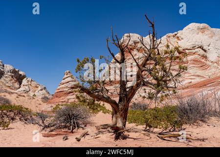 Ein alter Utah-Wacholder-Baum, Juniperus osteosperma, in der White Pocket Recreation Area, Vermilion Cliffs National Monument, Arizona. Stockfoto