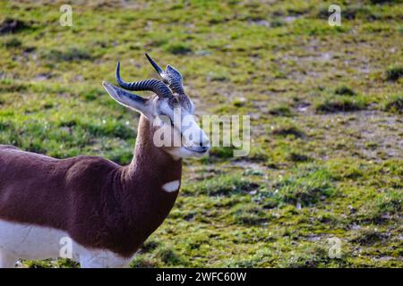 Eine Antilope mit herrlichen Hörnern, die auf üppigem Gras in einem malerischen Feld grasen Stockfoto
