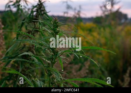 Blüte und Blätter von grünem Cannabis mit Tropfen Wasser auf der Oberfläche der Blätter Makro Stockfoto