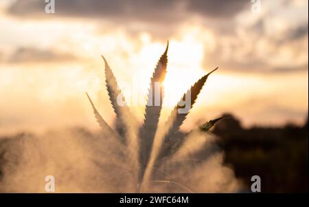 Cannabisblatt in der Hand in der untergehenden Sonne auf verschwommenem Hintergrund Stockfoto