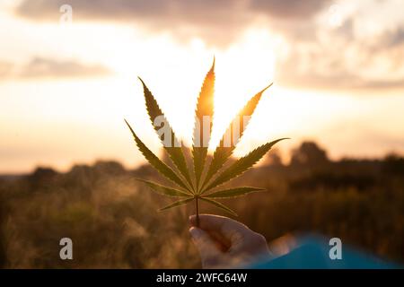 Cannabisblatt in der Hand in der untergehenden Sonne auf verschwommenem Hintergrund Stockfoto