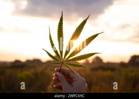 Cannabisblatt in der Hand in der untergehenden Sonne auf verschwommenem Hintergrund Stockfoto