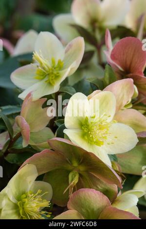 Helleborus ericsmithii Monte Cristo, Helleborus ericsmithii Coseh 860, dunkelrote Stiele, Haufen cremiger blassgrüner Blüten, weich rosa-aprisch Stockfoto