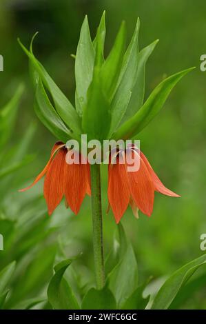 Blühende Krone imperiales, imperiales Fritillar oder Kaiserkrone (Fritillaria imperialis) vertikales Bild. Zwei orangefarbene Gartenblumen, Ungarn, Tokaj Stockfoto