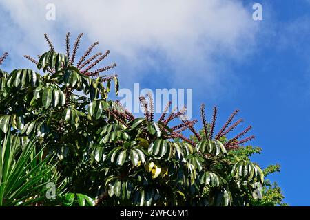 Oktopusblüten (Heptapleurum actinophyllum) und blauer Himmel Stockfoto