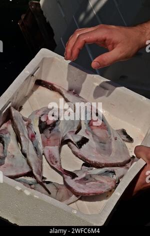 Ein Mann nimmt einen frisch gefangenen europäischen Angler oder gewöhnlichen Seeteufel (Lophius piscatorius) aus einer Polystyrolschaum (EPS) Fischbox heraus. Ein Tiefseefisch, Kroatien Stockfoto