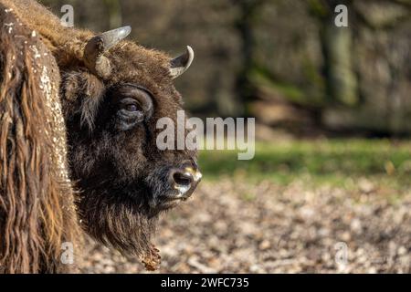 Kopf eines beeindruckenden europäischen Bisonbullen Stockfoto