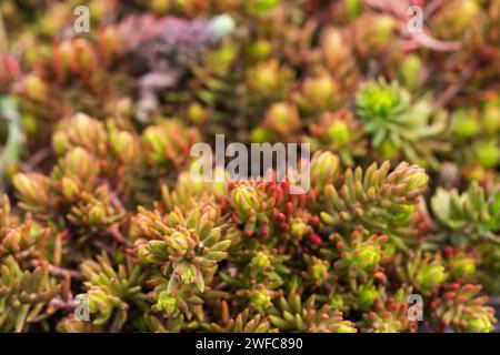 Sedum Album Korallenteppich roter saftiger Pflanze Hintergrund. Sedum tetractinum Bodenbelag. Gartengestaltung Stockfoto