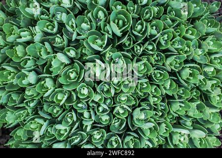 Sedum-Pflanze, Hylotelephium Spectabile Spring. Stockfoto