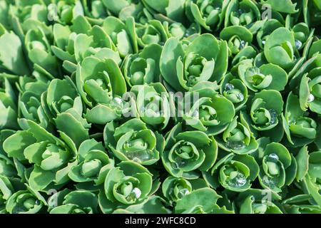 Sedum-Pflanze, Hylotelephium Spectabile Spring. Stockfoto