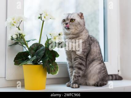 Lustige Katze, die an der Fensterbank leckt, interessiert an blühender Geranie Stockfoto