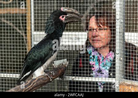 Trompeter Hornbill, bycanistes Bucinator, im BioPark, der Teil des Gymnasiums Teplice ist, 27. Januar 2024. (CTK Foto/Ondrej Hajek) Stockfoto