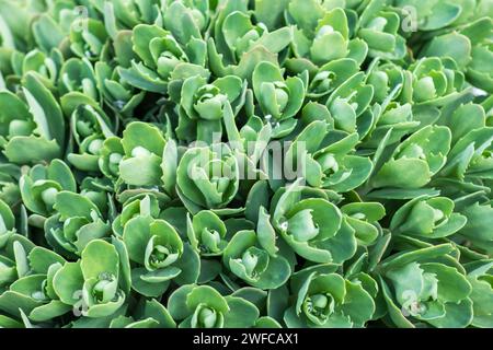 Sedum-Pflanze, Hylotelephium Spectabile Spring. Stockfoto