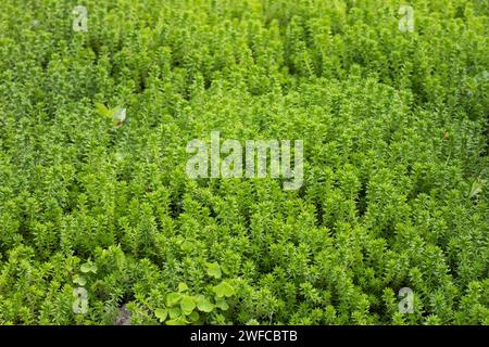 Nahaufnahme Textur Hintergrund der süßen kleinen grünen saftigen Pflanzen Steinpfanne 'sedum spanish'. Stockfoto