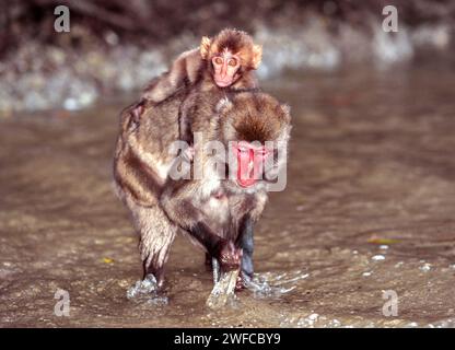 Kojima Island Japan unbewohnte Insel Heimat japanischer Makaken, eine Frau, die ein junges Mädchen auf dem Rücken trägt Stockfoto