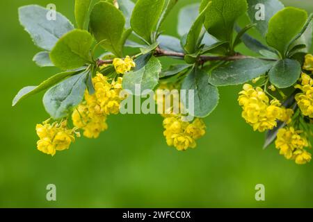 Berberis vulgaris oder Europäische Berberitze, ein Sträucher der Gattung Berberis, Familie Berberidaceae. Sträucher mit gelben langen Sträuchern b Stockfoto
