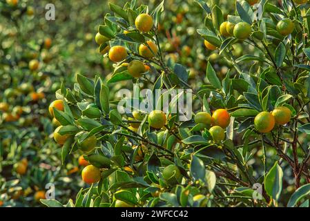 Kumquats oder Kumquats Früchte auf Bäumen, die in Japan wachsen Stockfoto