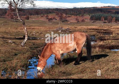 Przewalskis Pferd Mongolisches Wildpferd Equus ferus przewalskii trinkt aus einem Fluss in Schottland Stockfoto