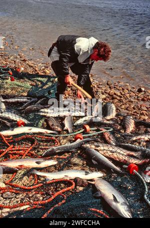 Lachsnetze auf dem Fluss Spey bei Tugnet, ein großer Fischfang im Netz Stockfoto