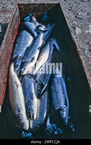 Lachsnetze auf dem Fluss Spey bei Tugnet Fisch in der Verpackung bereit zum Versand Stockfoto
