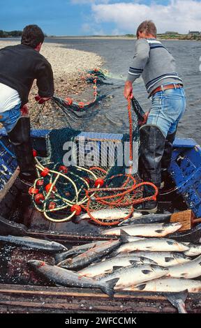 Lachsnetze auf dem Fluss Spey bei Tugnet, die das Netz und einen großen Fischtransport im Boot holen Stockfoto