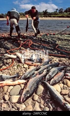 Lachsnetze am Fluss Spey bei Tugnet der Fischtransport aus einem Netz über ein Becken Stockfoto