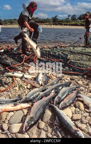 Lachsnetze am Fluss Spey bei Tugnet, Fischschleppen aus einem Netz auf den Steinen Stockfoto