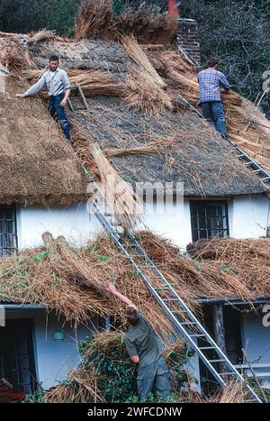 Drei Männer, die ein Dach mit trockenen Schilfbündeln bauen und das alte Dachmaterial an einem Haus ersetzen Stockfoto