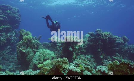 Rotes Meer, Ägypten. Juni 2023. Taucher schwimmen im blauen Tiefen auf Korallengarten, Rotes Meer, Safaga, Ägypten (Foto: © Andrey Nekrasov/ZUMA Press Wire) NUR REDAKTIONELLE VERWENDUNG! Nicht für kommerzielle ZWECKE! Quelle: ZUMA Press, Inc./Alamy Live News Stockfoto