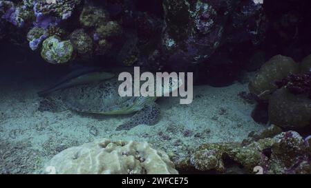 Rotes Meer, Ägypten. Juni 2023. Nahaufnahme der Großen Grünen Meeresschildkröte (Chelonia mydas) mit Remorafish auf der Muschel schläft unter einem Korallenriff, Rotes Meer, Ägypten (Bild: © Andrey Nekrasov/ZUMA Press Wire) NUR REDAKTIONELLE VERWENDUNG! Nicht für kommerzielle ZWECKE! Quelle: ZUMA Press, Inc./Alamy Live News Stockfoto