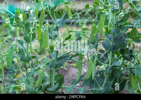 Selektiver Fokus auf frischen Bright Green pea Pods auf einer Erbse Pflanzen in einem Garten. Wachsende Erbsen im Freien und verschwommenen Hintergrund. Stockfoto