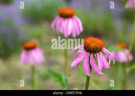 Blühender violetter Coneflower. Echinacea purpurea, östlicher violetter Coneflower oder Igel Coneflower. Stockfoto