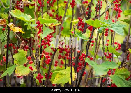 Rote Johannisbeeren wachsen im sonnigen Garten. Rote Johannisbeeren Plantage im Sommerfeld. Rote Johannisbeerbeeren im sonnigen Garten Stockfoto