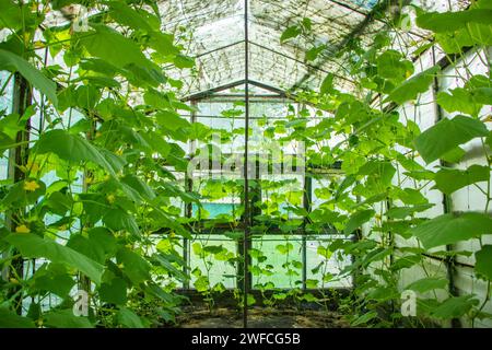 Junge Gurkenpflanze im Gewächshaus, Blüte und Obst Stockfoto