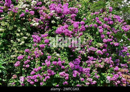 Blühende Bougainvillea (Bougainvillea glabra) in Ribeirao Preto, Sao Paulo, Brasilien Stockfoto