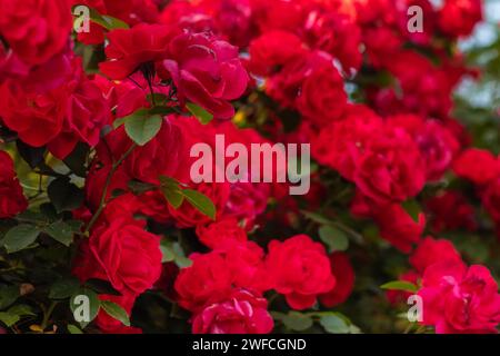 Schöne rote Rosen Bush im Sommer morgen Garten auf hellen Sommertag Hintergrund. Stockfoto