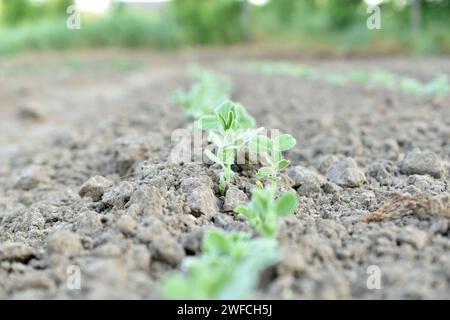 Die ersten Erbsenblätter sprießen im Gartenbeet. Stockfoto