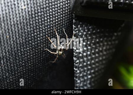 Draufsicht einer Spinne, die auf einer Tasche sitzt. Stockfoto