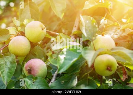 Es gibt viele grüne Äpfel auf den Ästen eines Apfelbaums im Garten. Anbau von Öko-Äpfeln, Herstellung von Apfelsaft. Stockfoto