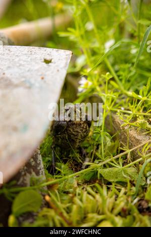 Eine kleine Amsel, die aus ihrem Nest gefallen ist, versteckt und verängstigt hinter einer Schaufel im grünen gelben Gras. Hochwertige Fotos Stockfoto