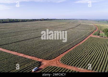 Blick auf Plantagendrohne von Perle Ananas - Stockfoto